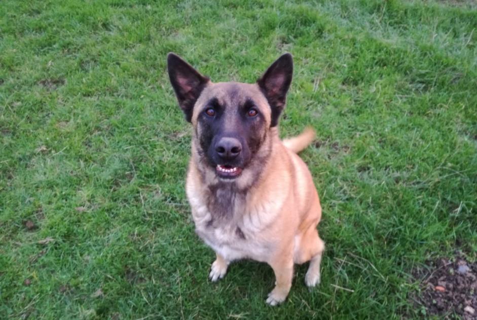 Vermisstmeldung Hund  Weiblich , 9 jahre Habay Belgien