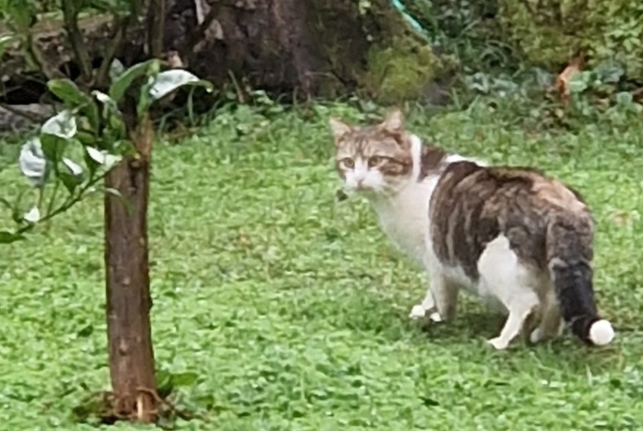 Fundmeldung Katze Unbekannt Sisco Frankreich