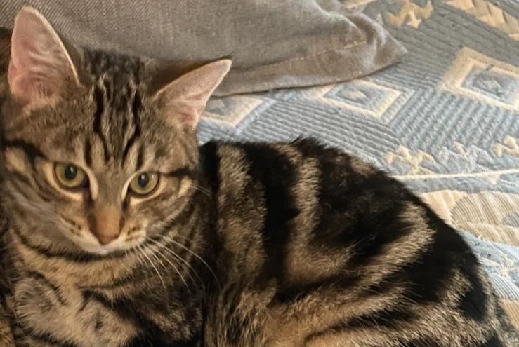 Vermisstmeldung Katze Männliche , 2 jahre Lausanne Schweiz