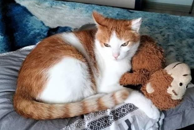 Vermisstmeldung Katze rassenmischung Männliche , 11 jahre Saint-Laurent-sur-Mer Frankreich