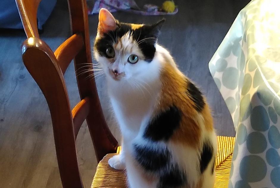 Vermisstmeldung Katze Weiblich , 1 jahre Meudon Frankreich