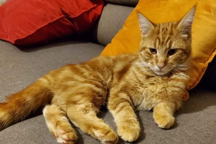 Disappearance alert Cat Male , 2 years Troyes France