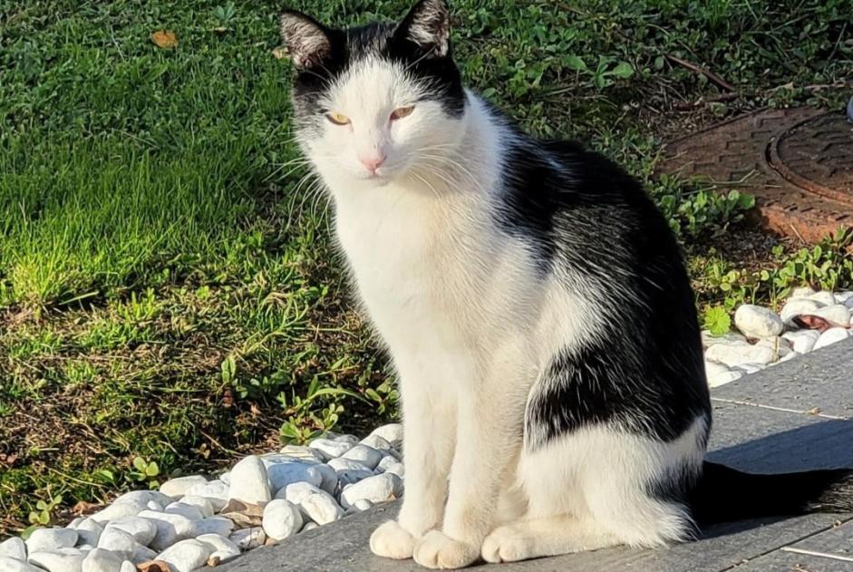 Disappearance alert Cat  Male , 5 years Saint-Philbert-de-Bouaine France