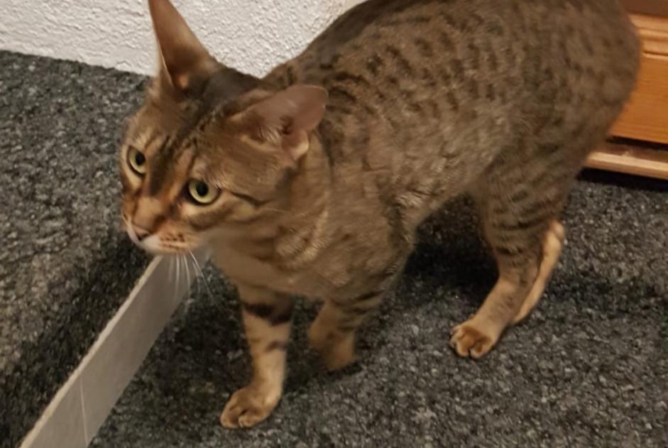 Disappearance alert Cat  Female , 5 years Veyrier Switzerland