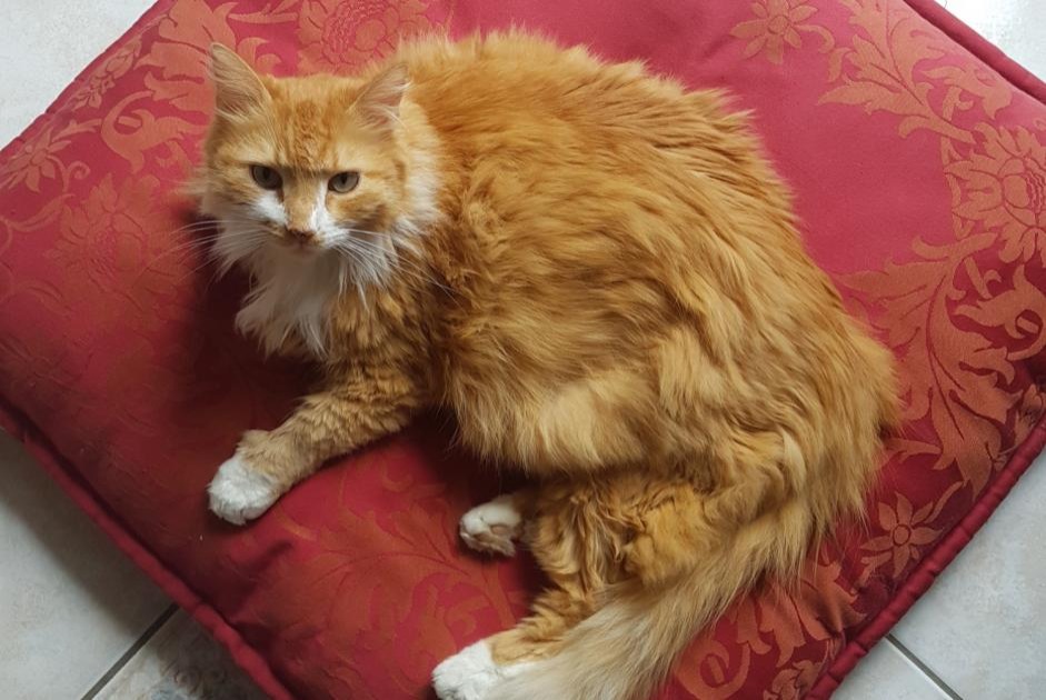 Alerta de Desaparición Gato  Macho , 11 años Saint-Hilaire-Saint-Mesmin Francia