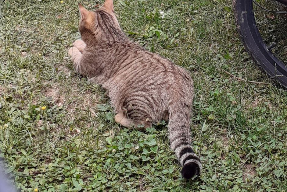 Alerta de Desaparición Gato cruce Macho , 3 años Gy Suiza