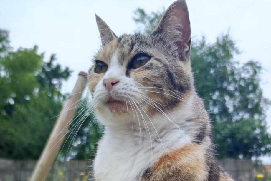 Alerta de Desaparición Gato Hembra , 11 años L'Hermenault Francia