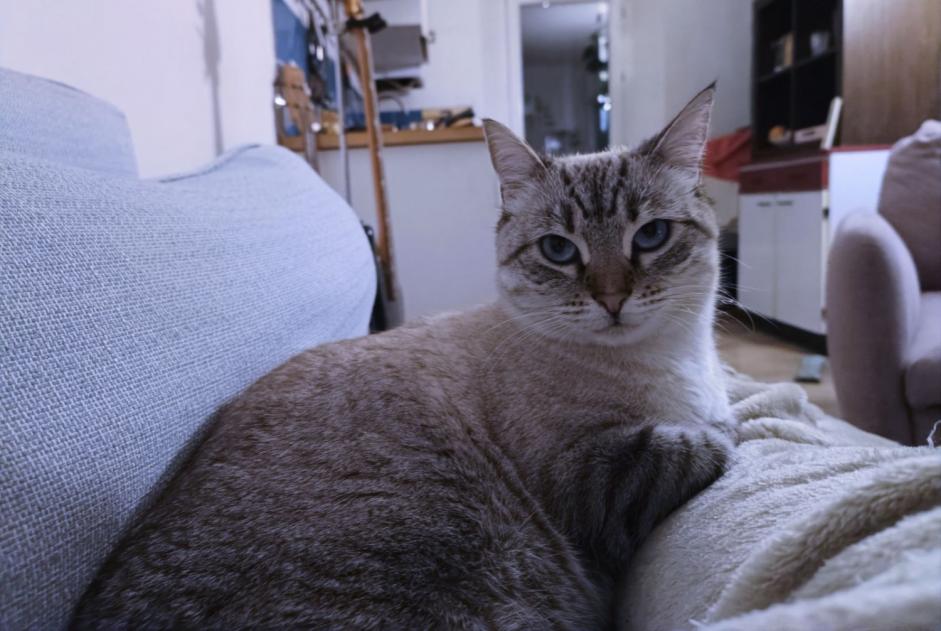 Alerta de Desaparición Gato Hembra , 4 años Marseille Francia