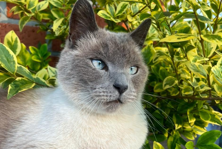 Alerta de Desaparición Gato  Macho , 4 años Assesse Bélgica