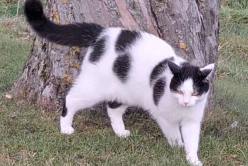 Alerta de Desaparición Gato Macho , 2 años Treytorrens (Payerne) Suiza