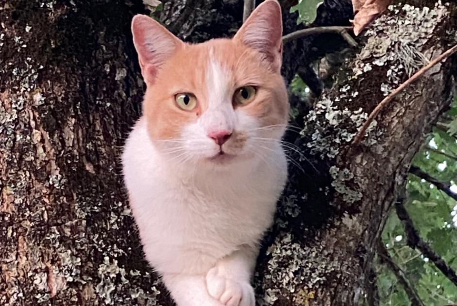 Alerta de Desaparición Gato  Macho , 3 años Vergt Francia