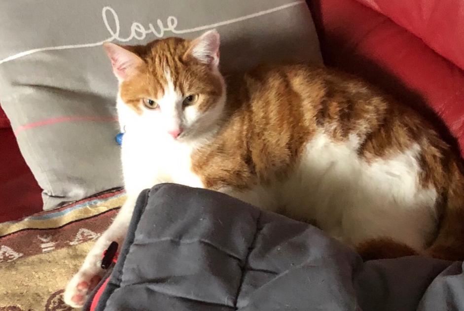 Alerta de Desaparición Gato cruce Macho , 2 años Mathod Suiza