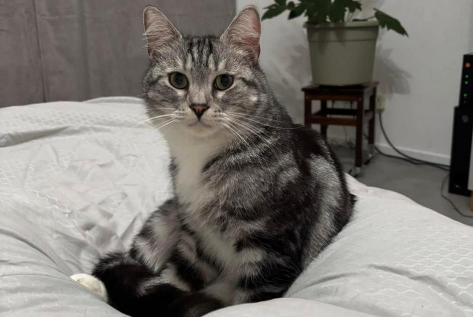 Alerta de Desaparición Gato  Macho , 4 años Seneffe Bélgica