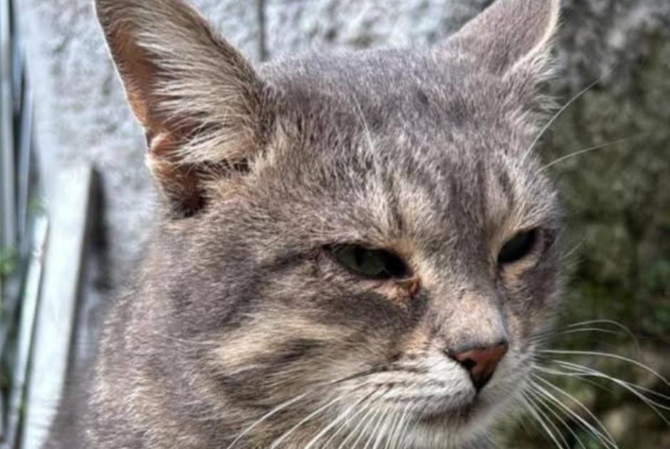 Alerta de Hallazgo Gato Desconocido Dipignano Italia