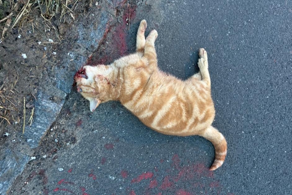 Alerta de Hallazgo Gato Desconocido Bois-d'Amont Suiza