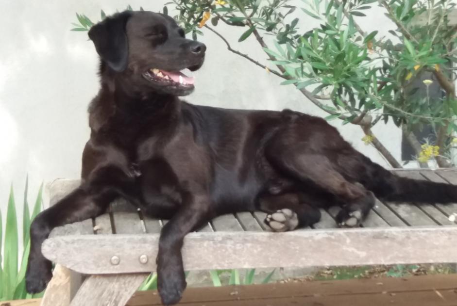 Alerta de Desaparición Perro cruce Macho , 13 años Marignane Francia