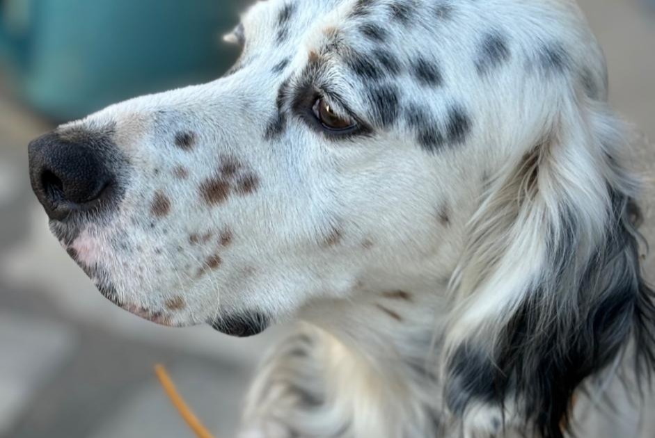 Alerta de Desaparición Perro  Macho , 6 años Huismes Francia