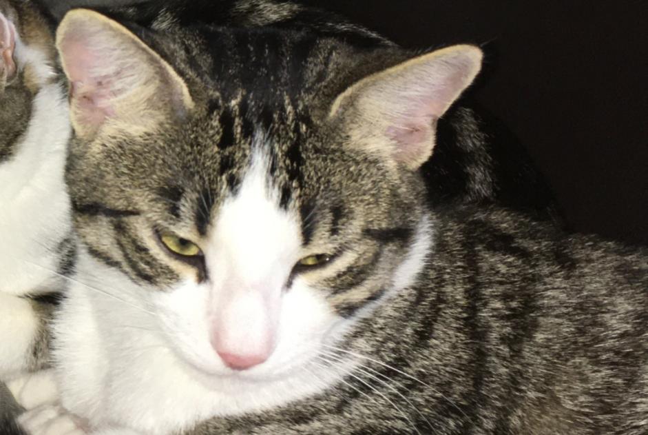 Alerte Disparition Chat  Mâle , 3 ans Coffrane Suisse