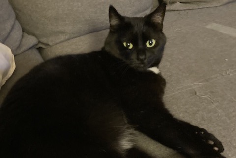 Alerte Disparition Chat  Femelle , 8 ans Soignies Belgique