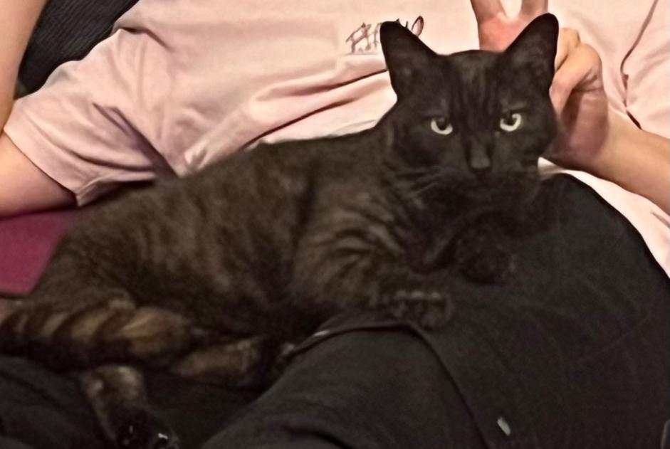 Alerte Disparition Chat  Femelle , 6 ans Bénodet France