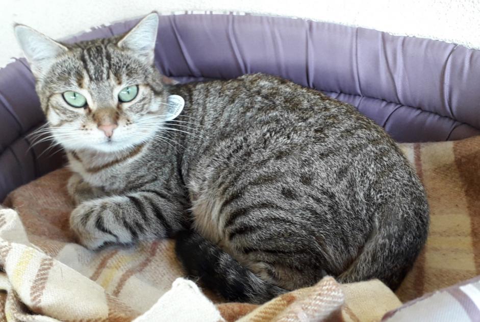 Alerte Disparition Chat croisement Femelle , 7 ans Bédarieux France