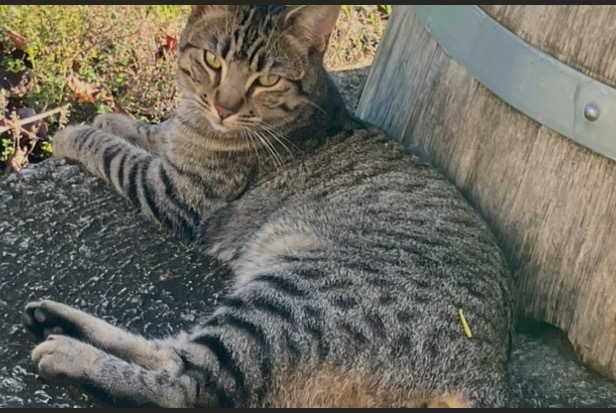 Alerte Disparition Chat  Mâle , 2 ans Saint-Jean-de-Blaignac France