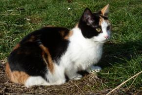 Alerte Disparition Chat Femelle , 10 ans Compiègne France