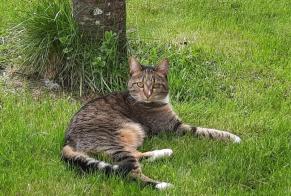 Alerte Disparition Chat croisement Femelle , 5 ans Marigny-l'Église France