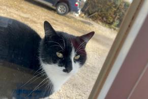 Alerte Disparition Chat  Mâle , 8 ans Bermont France