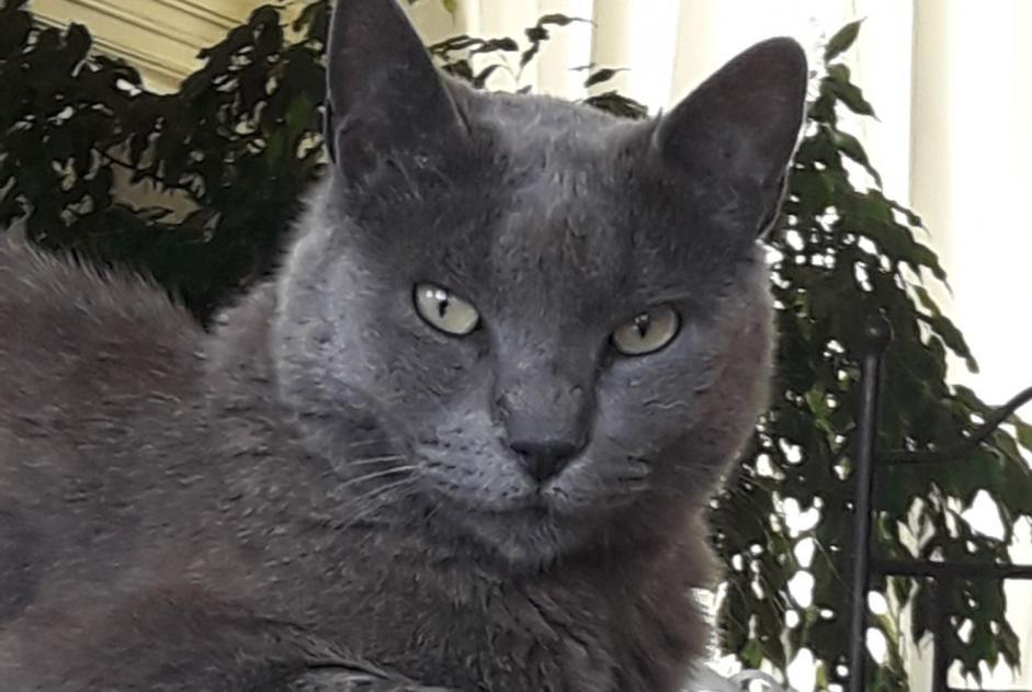 Alerte Disparition Chat  Femelle , 11 ans L'Escarène France