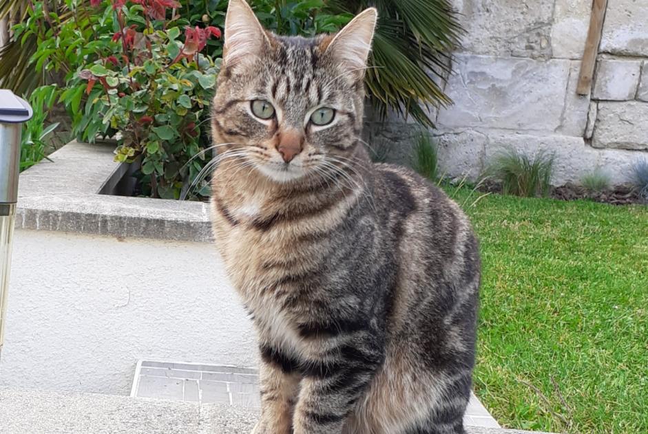 Alerte Disparition Chat Mâle , 5 ans Messy France