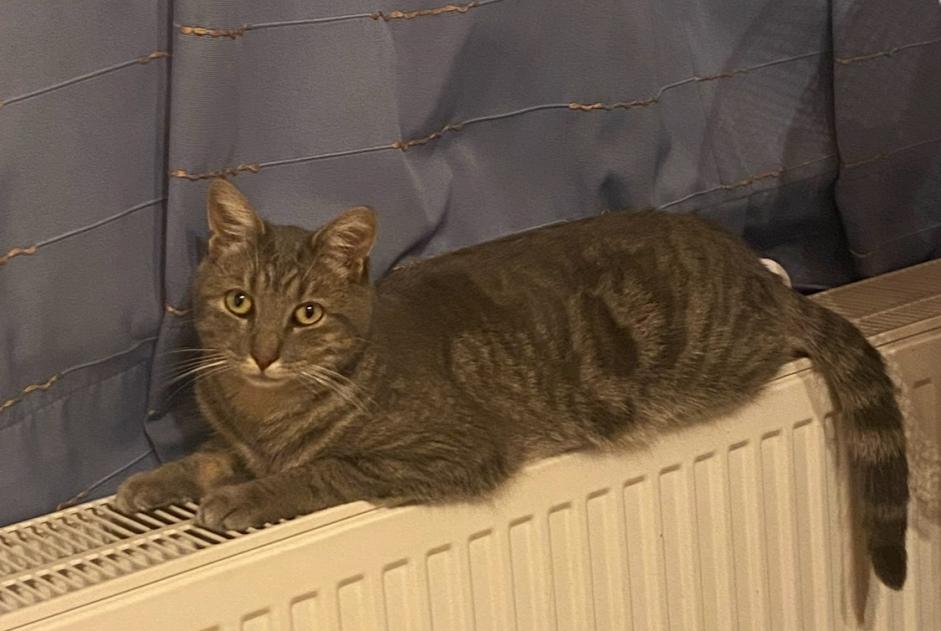 Alerte Disparition Chat Mâle , 4 ans Binche Belgique