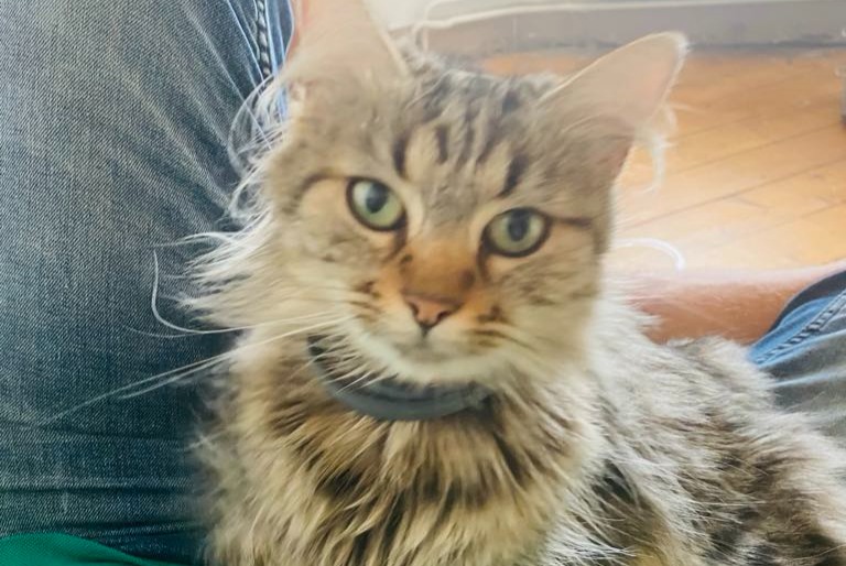 Alerte Disparition Chat croisement Femelle , 6 ans Courcelles Belgique