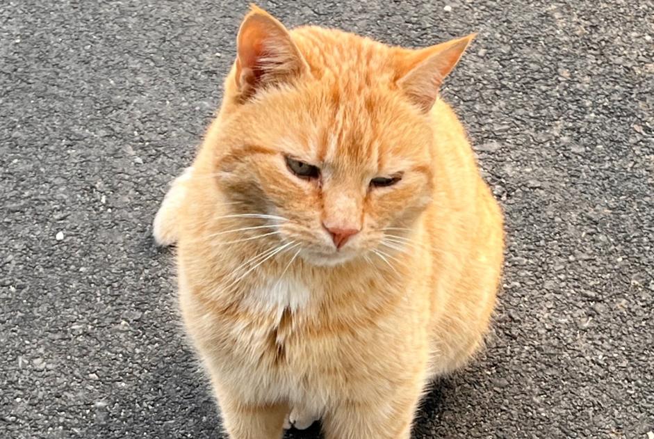 Alerte Disparition Chat Mâle , 10 ans Milvignes Suisse