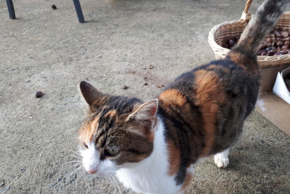 Alerte Découverte Chat croisement Femelle Melle France