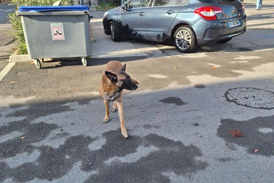 Alerte Découverte Chien  Mâle Nîmes France