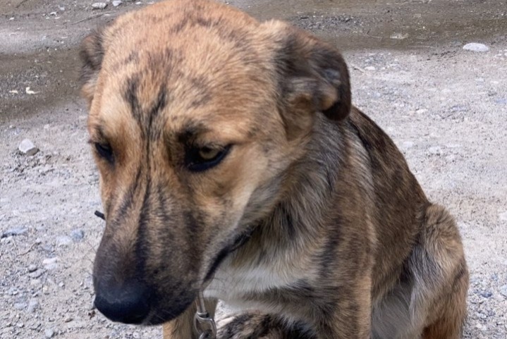 Avviso scomparsa Cane incrocio di razze Femmina , 2 anni Châteauroux-les-Alpes Francia