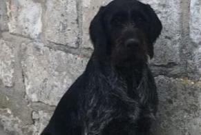 Avviso scomparsa Cane  Femmina , 8 anni Huismes Francia