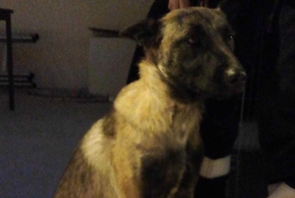 Avviso Ritrovamento Cane  Femmina Nîmes Francia