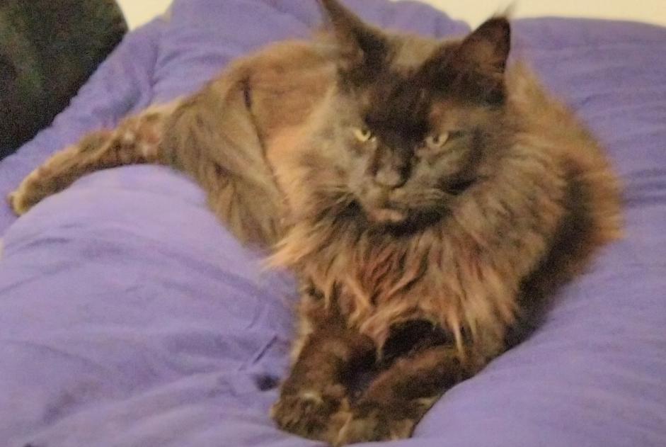 Avviso scomparsa Gatto  Femmina , 11 anni Le Beausset Francia