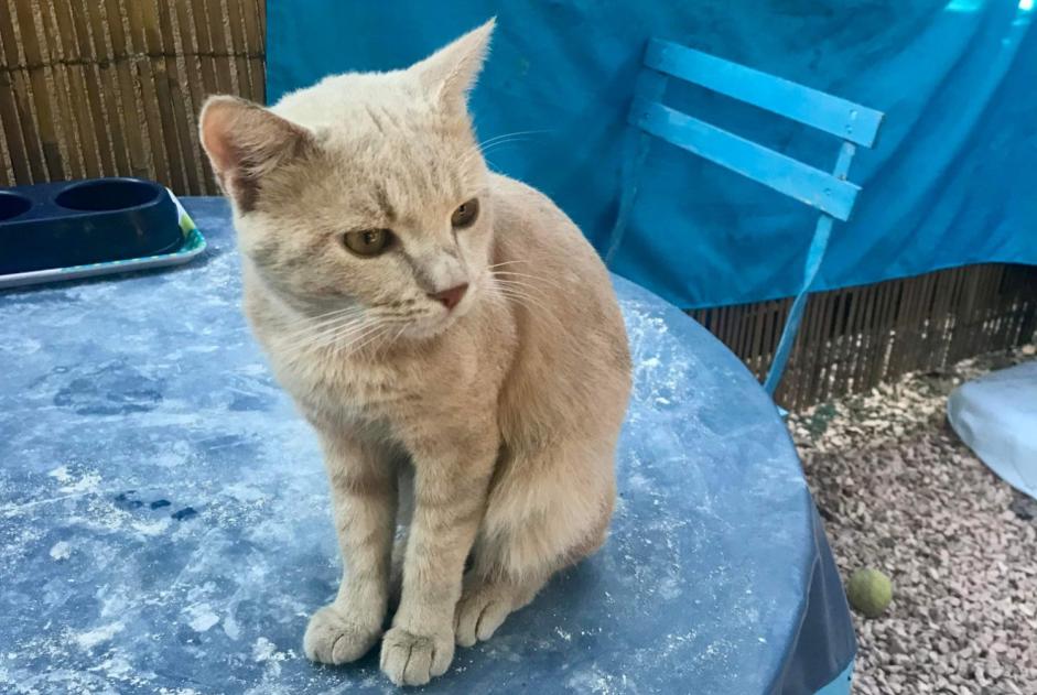 Avviso scomparsa Gatto incrocio di razze Maschio , 2 anni Le Cannet-des-Maures Francia