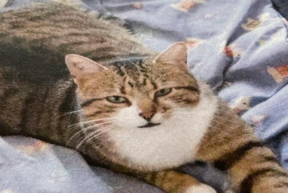 Avviso scomparsa Gatto Maschio , 5 anni Saint-Cézaire-sur-Siagne Francia