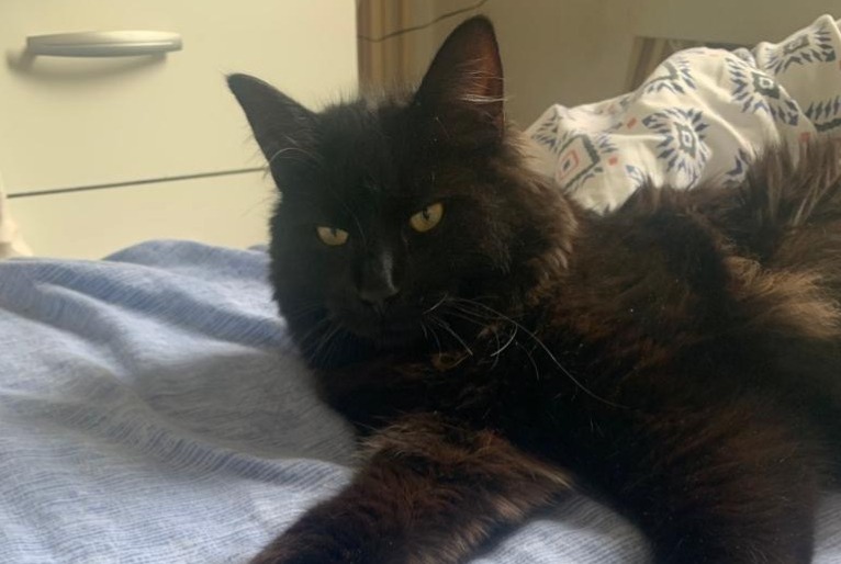 Avviso scomparsa Gatto Maschio , 3 anni Brive-la-Gaillarde Francia