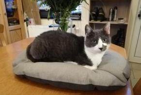 Avviso scomparsa Gatto  Maschio , 10 anni Liège Belgio