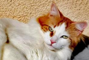 Avviso scomparsa Gatto incrocio di razze Maschio , 6 anni Chaville Francia