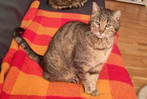 Avviso scomparsa Gatto Femmina , 10 anni Villars-sur-Glâne Svizzera