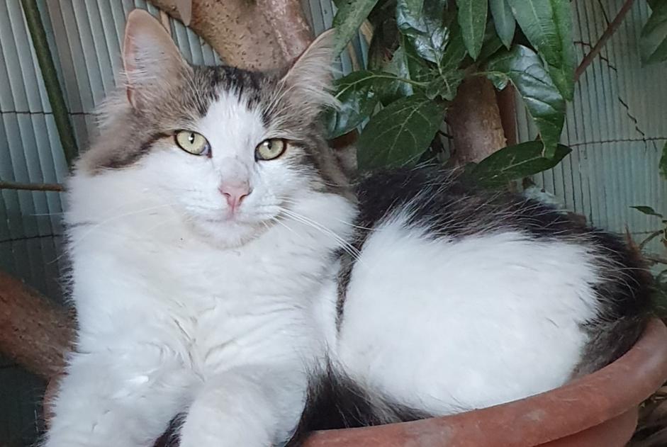 Avviso scomparsa Gatto Maschio , 3 anni Mouriès Francia