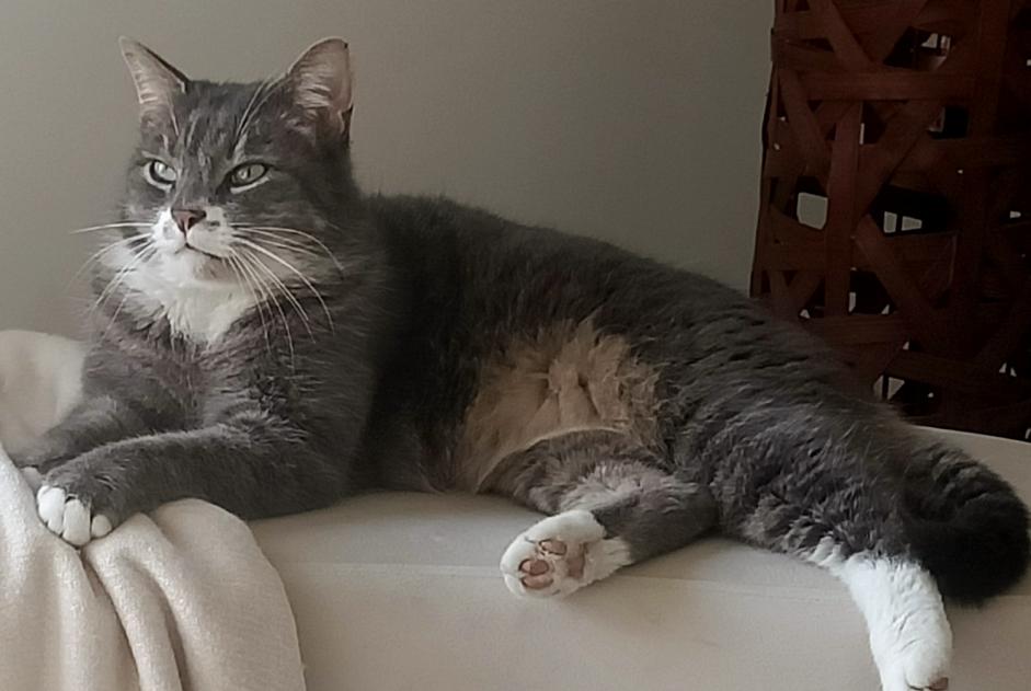 Avviso scomparsa Gatto Maschio , 8 anni Perigny Francia