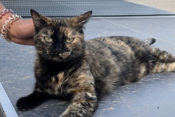 Avviso scomparsa Gatto Femmina , 5 anni Grasse Francia