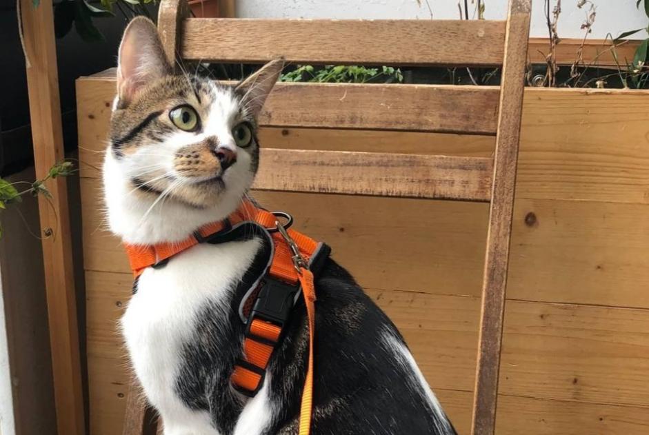 Avviso scomparsa Gatto  Maschio , 1 anni Genève Svizzera